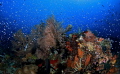 Raja ampat