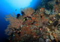 Raja ampat