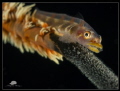 Angry whip coral Goby guarding her eggs
Canon Powershot S100, 2 x Inon Z240, Stacked Subsee +10 & Inon UCL165
ISO80, f/8, 1/640, Uncropped