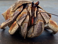 Coconut crab on our table. Taken with an iPhone