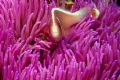 Isnt it always the way, I was looking for a different coloured anenome for the whole trip but was unable till this, last dive of the trip, 5 mins till deco and 50 bar in the tank. Ah well I know where it is now and there's always the next trip.