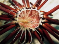 A juvenile lionfish (Pterois volitans) stalking something inside a dead slate-pencil urchin. Loved the pink and red.