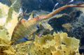 Feeding Weedy
The photo was taken at The Monument, in Kurnell. The Seadragon was getting lunch at the time.