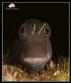 Blenny from Batu Bolong, Komodo