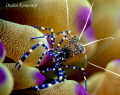 Spotted Cleaner Shrimp 
Periclimenes yucatanicus 
size 3/4 - 1 in. depth 10 ft. 
Utila Island Honduras 
Canon 400D EF100mm. f/2.8 macro
1/180, f16, ISO320 Ikelite Housing
copyrights Ozden Konuralp