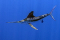 Taken about 10-20 miles off the coast of Cancun, we were trolling for white marlin using hookless baits, brought this one up from the depths and jumped int.