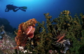 3 deadly animals from Komodo island. 10.5 mm nikon,d300, hugyfot housing, ys250 and ys110 strobes.