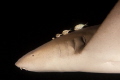 Nurse shark with buddies