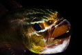 On the last trip in Bali I was spending hours to find this fish with eggs inside her mouth, and yes!!! I've got it.