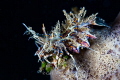Pregnant Tiger Shrimp
