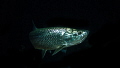Tarpon at night.