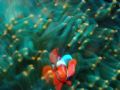 Taken in bunaken, no strobe slow shutter speed seemed to get a nice effect. Wife wanted me to click the anemone not the fish!!