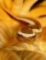 clingfish