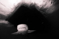 I <3 sharks so Bahama's is the place to be. Next the graet animals like tigersharks I saw a lot of such amazing and curious lemons. I don't know why but I love sharks in black and white image :-)