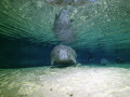 Weeki Wachee Spring, FL.  Manatee show up at the end of dive and made itself the center of attention.