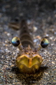 Paeneus keraturus #2