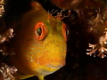 Pareblenius