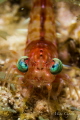 Night Dive, Red Night Shrimp