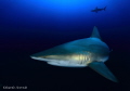 Aliwal Shoal