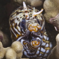Marine version of Alf - Dragon Moray eel.