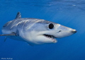 Off the coast of California you can with right patience find the mysterious Mako shark
