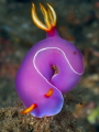 lovely bulocki