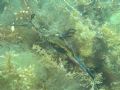 Male Weedy Seadragon carrying eggs under its tail. Taken off Portsea, Vic, Australia.
Oly c8080 & S&S YS90 strobe