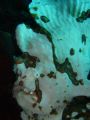 White Frog Fish