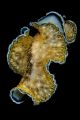 Free swimming flatworm....night dive in Wakatobi