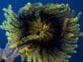 'Flower' from PNG. Taken with Olympus E-20 in Titan housing with macro lense and two Sea&Sea YS-90DX strobes.