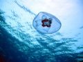 jellyfish, red sea