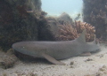 Not an award winer nor a hotshot but this is a a unique find.

A nurse shark(with Remora) under a bridge piling at the Blue Heron Bridge Sunday. Park was packed with divers...but I know where to go to avoid them...hahahaha