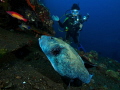 Tulamben, Liberty wreck