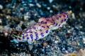Blue Ring Octopus