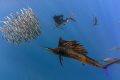Sailfish hunting sardines