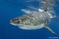 Great white shark