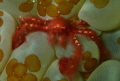 tiny unrang utang crab, shot in Mabul, Borneo.