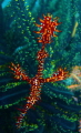 Ghost pipefish