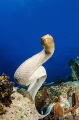 Snake Portrait/This Snake portrait was taken in the Coral Sea at a site called 