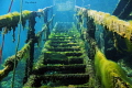 Enter the 5th Dimension
Dutch Springs, Stargate in to the fifth dimension. Underwater staircase of abundant old quarry in Bethlehem, Pennsylvania, United States. National Portland Cement Company In 1933 purchased the land. As the mining operation...