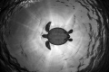 Green turtle