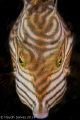 Cow fish on a night dive out of Portsea, Melbourne.