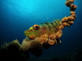 Whip Coral Goby taken with a Canon S95 in Recsea Housing with an Inon S2000 strobe and a Inon fisheye macro lens.