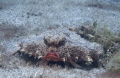 Not a happy camper

Batfish- BHP
