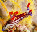 This colorful Nembrotha nudibranch was photographed near Komodo Island, Indonesia. Used a Canon G12 with Ikelite housing and Inon UCL 360 wet diopter and a single Ds51 strobe
I