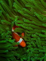 Clown fish in green anemone