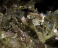 Pontohi Pygmy Seahorse in Raja Ampat