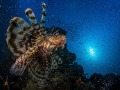 I took the photo at Makadi Bay, Egypt. We spent a week at Extra Divers and exclusively dived their house reef where you can find up to 50 lion fish at one of the reef blocks. Fascinating experience!