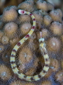 Schultz's pipefish (Corythoichthys schultzi), Makadi Bay - Egypt 2014