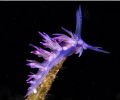 Nudibranch on Um El Faroud in Zurrieq, Malta